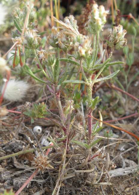 Plantago afra L. / Piantaggine pulicaria